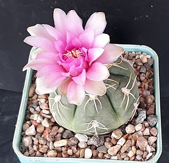 Нажмите на изображение для увеличения.  Название:	Gymnocalycium denudatum cv. jan suba.jpg Просмотров:	0 Размер:	245.8 Кб ID:	496648