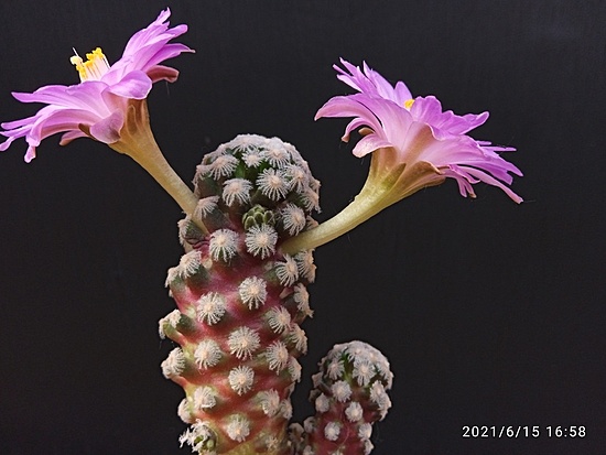 Нажмите на изображение для увеличения.

Название:	Mammillaria theresae P 370 002.jpg
Просмотров:	1121
Размер:	136.3 Кб
ID:	496677