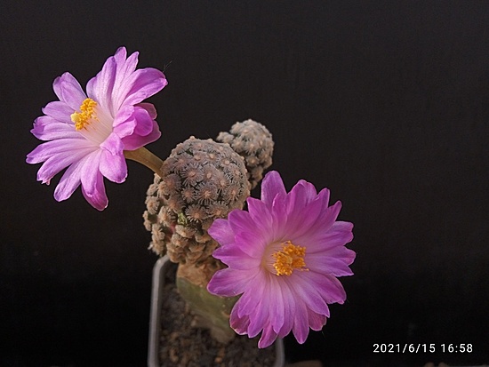 Нажмите на изображение для увеличения.

Название:	Mammillaria theresae P 370 003.jpg
Просмотров:	1379
Размер:	120.1 Кб
ID:	496678