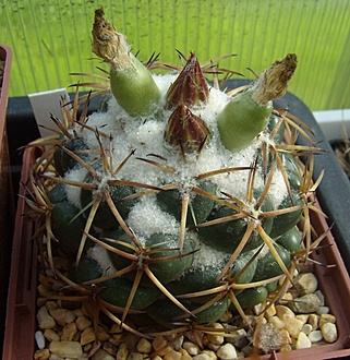 Нажмите на изображение для увеличения.

Название:	Coryphantha pycnacantha.jpg
Просмотров:	558
Размер:	143.1 Кб
ID:	496843