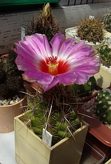 Нажмите на изображение для увеличения.

Название:	Thelocactus bicolor v. tricolor.jpg
Просмотров:	440
Размер:	162.9 Кб
ID:	496849