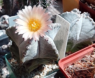 Нажмите на изображение для увеличения.

Название:	MG 65- Astrophytum myriostigma v tulense.jpg
Просмотров:	463
Размер:	220.1 Кб
ID:	496851