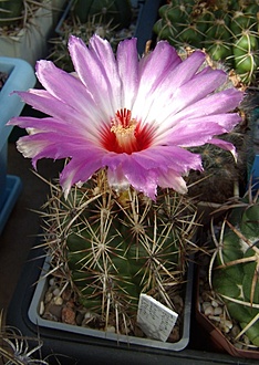 Нажмите на изображение для увеличения.

Название:	Thelocactus bicolor v. schottii3.jpg
Просмотров:	439
Размер:	178.5 Кб
ID:	496858