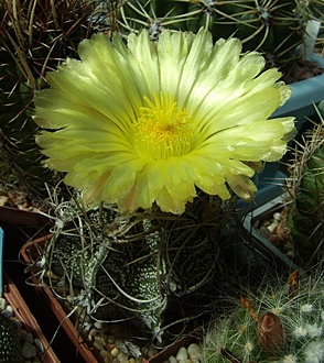 Нажмите на изображение для увеличения.

Название:	Astrophytum crassispinoides.jpg
Просмотров:	275
Размер:	226.2 Кб
ID:	496991