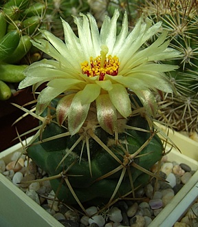 Нажмите на изображение для увеличения.

Название:	Coryphantha connivens REP 143.jpg
Просмотров:	259
Размер:	189.3 Кб
ID:	496992