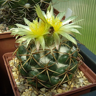 Нажмите на изображение для увеличения.

Название:	Coryphantha pycnacantha2.jpg
Просмотров:	268
Размер:	143.6 Кб
ID:	496993