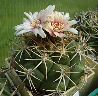 Нажмите на изображение для увеличения.

Название:	Gymnocalycium zegarrae VG863.jpg
Просмотров:	268
Размер:	116.3 Кб
ID:	496995