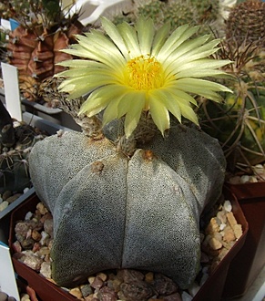 Нажмите на изображение для увеличения.

Название:	Astrophytum myriostigma1.jpg
Просмотров:	463
Размер:	240.5 Кб
ID:	496998