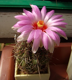 Нажмите на изображение для увеличения.

Название:	Thelocactus bicolor v. texensis.jpg
Просмотров:	453
Размер:	147.1 Кб
ID:	497000