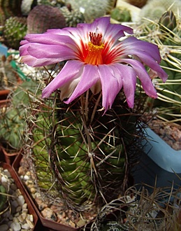 Нажмите на изображение для увеличения.

Название:	Thelocactus bicolor v. wagnerianus.jpg
Просмотров:	440
Размер:	188.1 Кб
ID:	497001