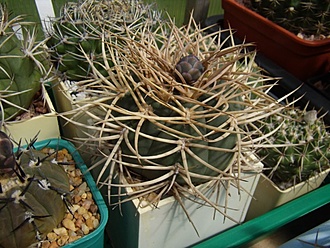 Нажмите на изображение для увеличения.

Название:	Gymnocalycium cardenasianum.jpg
Просмотров:	752
Размер:	128.2 Кб
ID:	497068