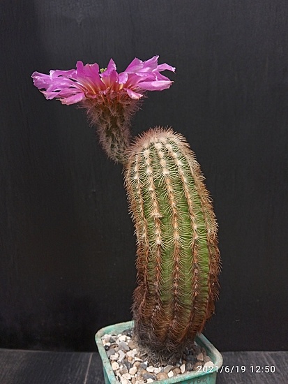 Нажмите на изображение для увеличения.

Название:	Echinocereus reichenbachii 005.jpg
Просмотров:	352
Размер:	145.7 Кб
ID:	497159