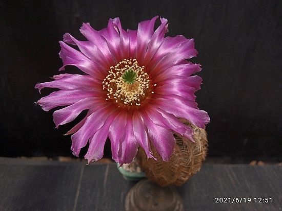 Нажмите на изображение для увеличения.

Название:	Echinocereus reichenbachii 006.jpg
Просмотров:	365
Размер:	143.4 Кб
ID:	497160