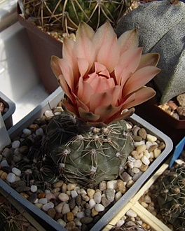 Нажмите на изображение для увеличения.

Название:	Gymnocalycium poeschlii1 LB326.jpg
Просмотров:	607
Размер:	177.5 Кб
ID:	497314