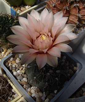 Нажмите на изображение для увеличения.

Название:	Gymnocalycium poeschlii2 LB326.jpg
Просмотров:	590
Размер:	155.6 Кб
ID:	497315