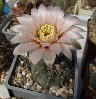 Нажмите на изображение для увеличения.

Название:	Gymnocalycium poeschlii LB326.jpg
Просмотров:	653
Размер:	103.6 Кб
ID:	497316