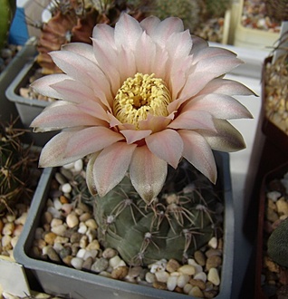 Нажмите на изображение для увеличения.

Название:	Gymnocalycium poeschlii LB326.jpg
Просмотров:	608
Размер:	103.6 Кб
ID:	497316