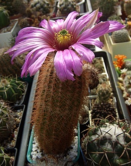 Нажмите на изображение для увеличения.  Название:	Echinocereus reichenbachii v. baileyi1 JRT223.jpg Просмотров:	0 Размер:	192.1 Кб ID:	497333