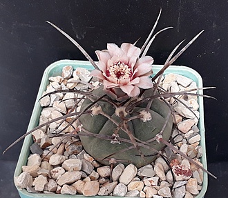 Нажмите на изображение для увеличения.

Название:	Gymnocalycium armatum  д.jpg
Просмотров:	664
Размер:	250.4 Кб
ID:	497353