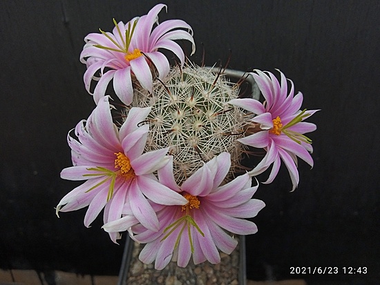 Нажмите на изображение для увеличения.

Название:	Mammillaria boolii 3.005.jpg
Просмотров:	400
Размер:	162.8 Кб
ID:	497416