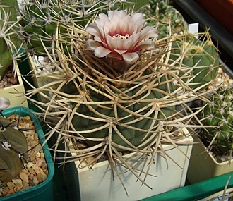 Нажмите на изображение для увеличения.

Название:	Gymnocalycium cardenasianum4.jpg
Просмотров:	338
Размер:	138.7 Кб
ID:	497477