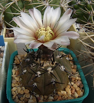 Нажмите на изображение для увеличения.

Название:	Gymnocalycium riojense ssp. paucispinum1 VG347a.jpg
Просмотров:	312
Размер:	185.1 Кб
ID:	497478