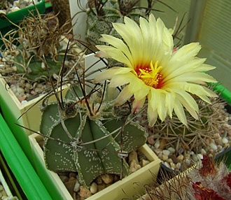 Нажмите на изображение для увеличения.

Название:	Astrophytum crassispinum.jpg
Просмотров:	460
Размер:	117.9 Кб
ID:	497621