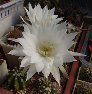 Нажмите на изображение для увеличения.

Название:	Echinopsis subdenudata.jpg
Просмотров:	429
Размер:	82.9 Кб
ID:	497623