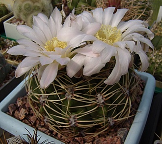 Нажмите на изображение для увеличения.

Название:	Gymnocalycium monvillei VG1160.jpg
Просмотров:	433
Размер:	103.3 Кб
ID:	497624