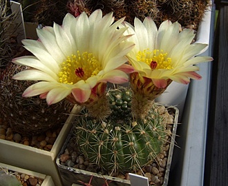 Нажмите на изображение для увеличения.

Название:	Notocactus concinnus.jpg
Просмотров:	446
Размер:	112.3 Кб
ID:	497625