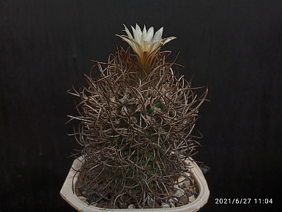 Нажмите на изображение для увеличения.

Название:	Turbinicarpus flaviflorus 2.004.jpg
Просмотров:	572
Размер:	144.4 Кб
ID:	497725