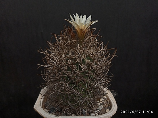 Нажмите на изображение для увеличения.

Название:	Turbinicarpus flaviflorus 2.004.jpg
Просмотров:	560
Размер:	144.4 Кб
ID:	497725