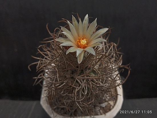 Нажмите на изображение для увеличения.

Название:	Turbinicarpus flaviflorus 2.005.jpg
Просмотров:	547
Размер:	129.9 Кб
ID:	497726