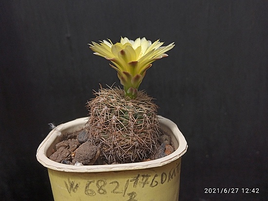 Нажмите на изображение для увеличения.

Название:	Gymnocalycium andreae v.fehseri 2.002.jpg
Просмотров:	564
Размер:	135.6 Кб
ID:	497727