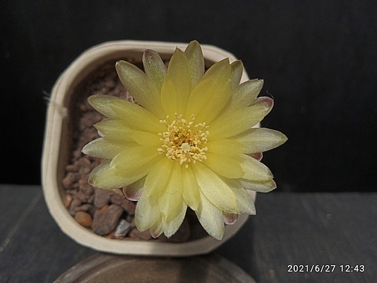 Нажмите на изображение для увеличения.

Название:	Gymnocalycium andreae v.fehseri 2.003.jpg
Просмотров:	539
Размер:	114.0 Кб
ID:	497728