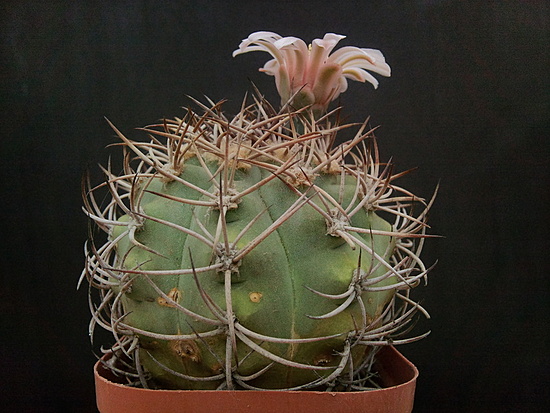 Нажмите на изображение для увеличения.

Название:	Gymnocalycium castellanosii 2.002.jpg
Просмотров:	573
Размер:	193.9 Кб
ID:	497730