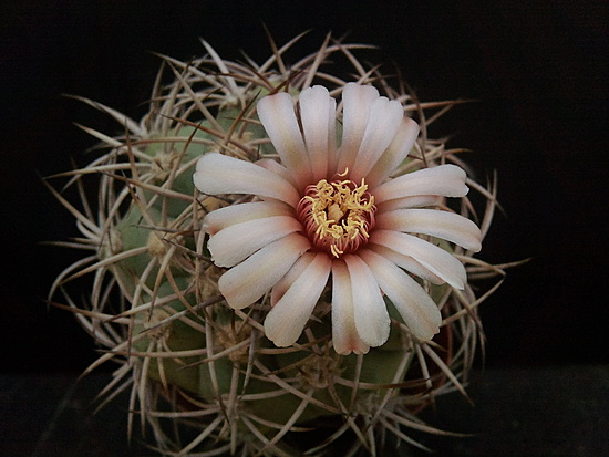 Нажмите на изображение для увеличения.

Название:	Gymnocalycium castellanosii 2.003.jpg
Просмотров:	545
Размер:	154.5 Кб
ID:	497731