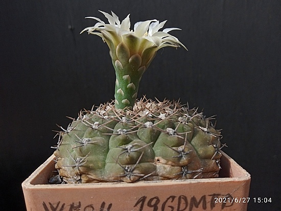 Нажмите на изображение для увеличения.

Название:	Gymnocalycium henisii 006.jpg
Просмотров:	543
Размер:	138.3 Кб
ID:	497732