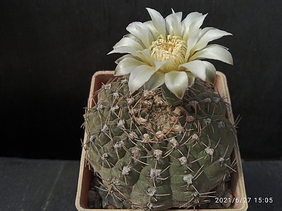 Нажмите на изображение для увеличения.

Название:	Gymnocalycium henisii 007.jpg
Просмотров:	567
Размер:	157.0 Кб
ID:	497733