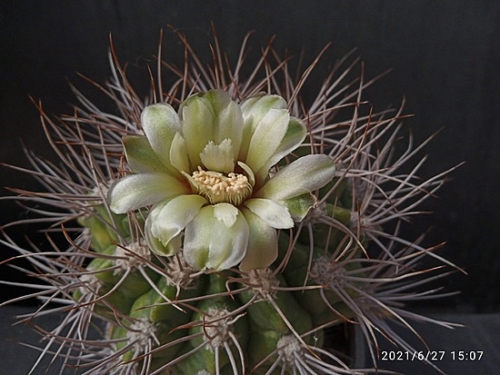 Нажмите на изображение для увеличения.  Название:	Gymnocalycium valnicekianum  1.002.jpg Просмотров:	0 Размер:	166.8 Кб ID:	497776