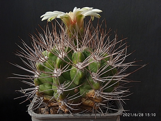 Нажмите на изображение для увеличения.  Название:	Gymnocalycium valnicekianum  1.003.jpg Просмотров:	0 Размер:	196.3 Кб ID:	497777