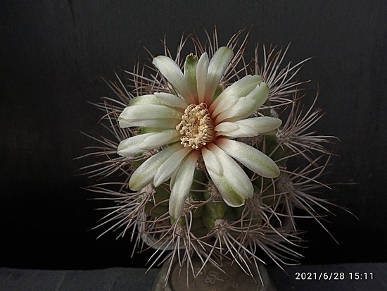 Нажмите на изображение для увеличения.  Название:	Gymnocalycium valnicekianum  1.004.jpg Просмотров:	0 Размер:	147.4 Кб ID:	497778