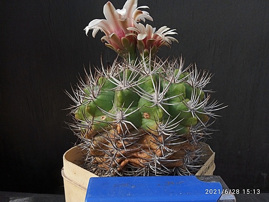 Нажмите на изображение для увеличения.  Название:	Gymnocalycium mostii v.kurtzianum 2.005.jpg Просмотров:	0 Размер:	174.0 Кб ID:	497779