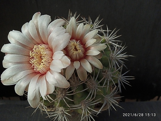 Нажмите на изображение для увеличения.  Название:	Gymnocalycium mostii v.kurtzianum 2.006.jpg Просмотров:	0 Размер:	154.4 Кб ID:	497780