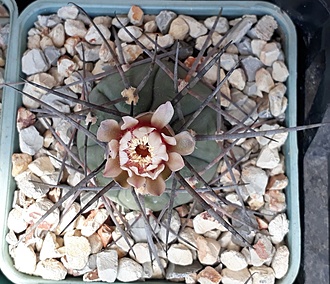 Нажмите на изображение для увеличения.

Название:	Gymnocalycium armatum  2.jpg
Просмотров:	826
Размер:	245.0 Кб
ID:	497826