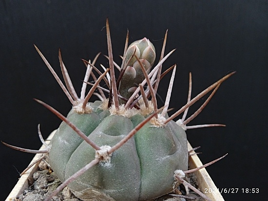 Нажмите на изображение для увеличения.

Название:	Gymnocalycium bozsingianum P 205 001.jpg
Просмотров:	405
Размер:	142.5 Кб
ID:	497841