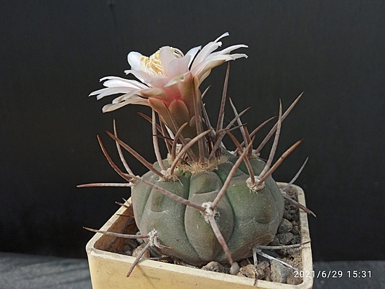 Нажмите на изображение для увеличения.

Название:	Gymnocalycium bozsingianum P 205 002.jpg
Просмотров:	411
Размер:	139.4 Кб
ID:	497842