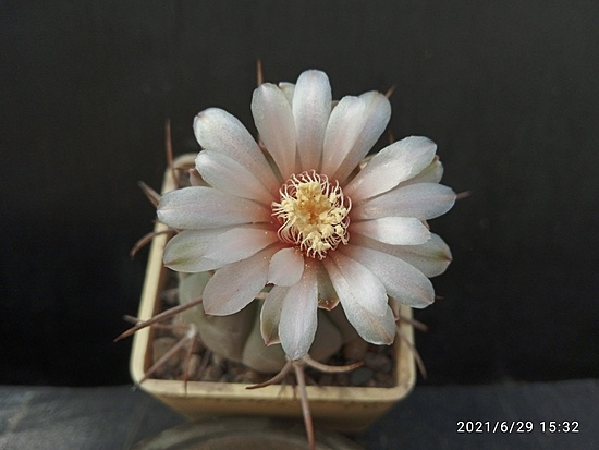 Нажмите на изображение для увеличения.

Название:	Gymnocalycium bozsingianum P 205 003.jpg
Просмотров:	424
Размер:	108.6 Кб
ID:	497843