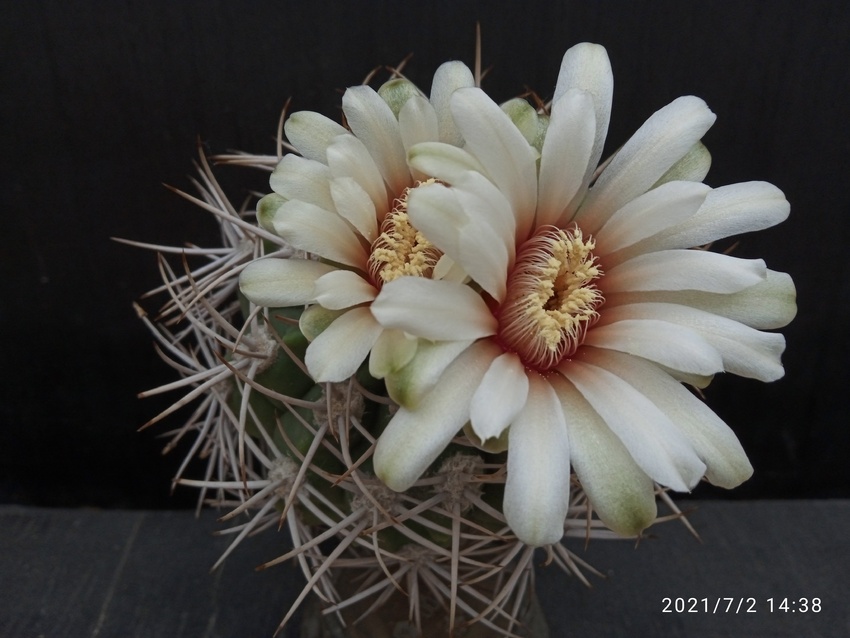 Нажмите на изображение для увеличения.  Название:	Gymnocalycium hybopleurum v.ferox 006.jpg Просмотров:	0 Размер:	142.3 Кб ID:	498075