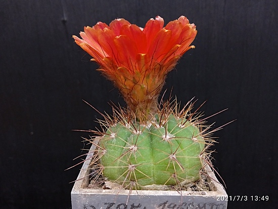 Нажмите на изображение для увеличения.  Название:	Notocactus ottonis v.vencluianus 5.002.jpg Просмотров:	0 Размер:	146.6 Кб ID:	498133